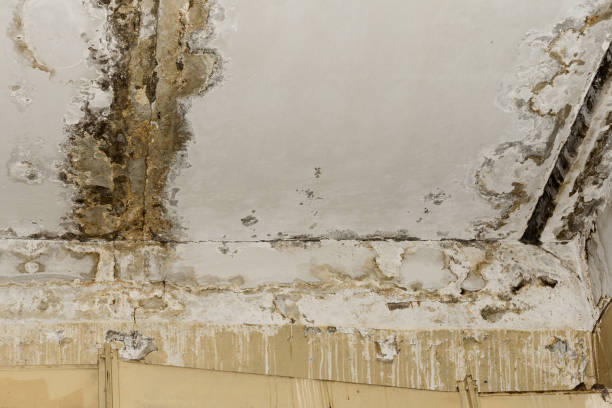 Best 24-hour water damage restoration  in Brookhaven, MS